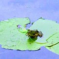 Frog on Lily Pad