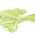 Minimalist Fish in slime green