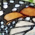 Monarch Butterfly Wing Detail