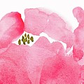 Peony 3