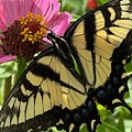 Swallowtail and Zinnia 4