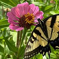 Swallowtail Butterfly and Zinnia 1