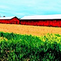 Tobacco Barns in Spring