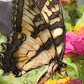 Yellow Swallowtail Butterfly with Zinnia